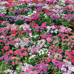 Vente 10 Oeillets de poète en mélange - Dianthus barbatus