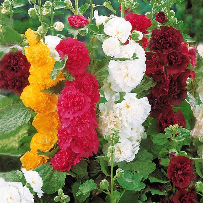 10 Roses trémières doubles en mélange - Willemse