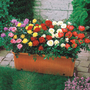 6 Assortiments de 6 mini-Rosiers - Willemse