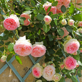 2 Rosiers grimpants Pierre de Ronsard ® Meiviolin - Willemse