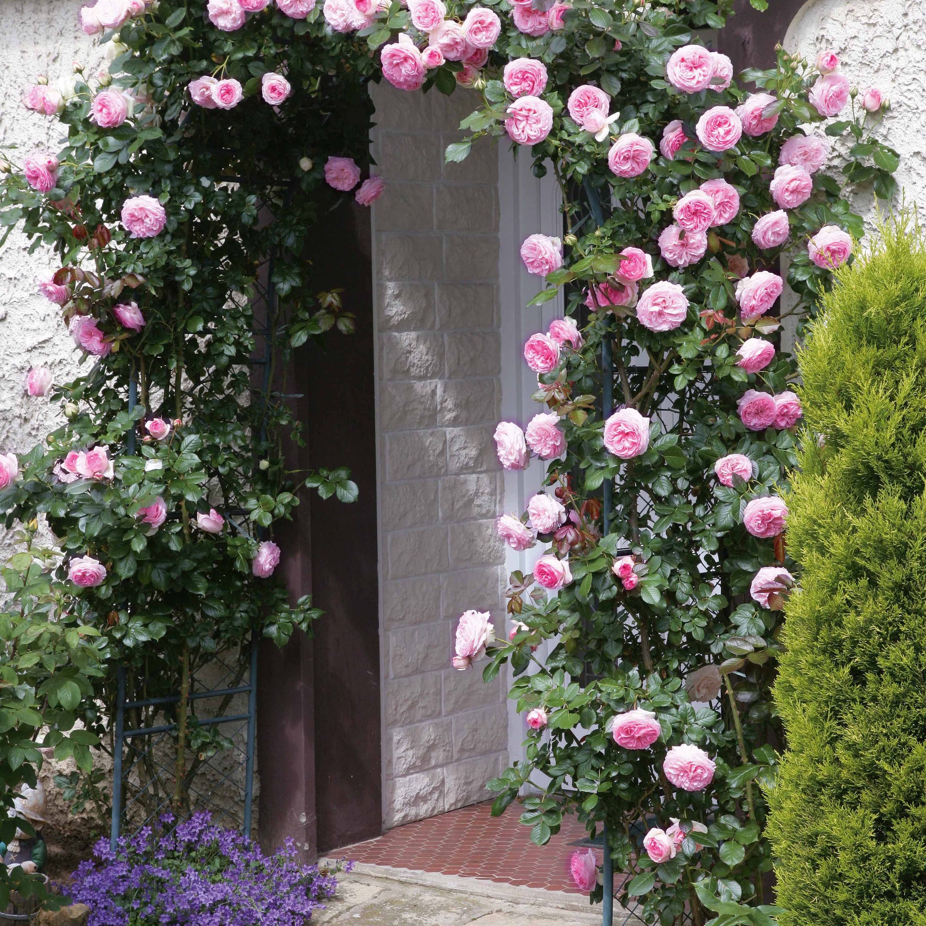 Rosa pierre de ronsard ® meiviolin - 2 Rosiers grimpants Pierre de Ronsard ® Meiviolin - Rosiers grimpants