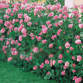 8 Rosiers Queen Elisabeth roses - Willemse