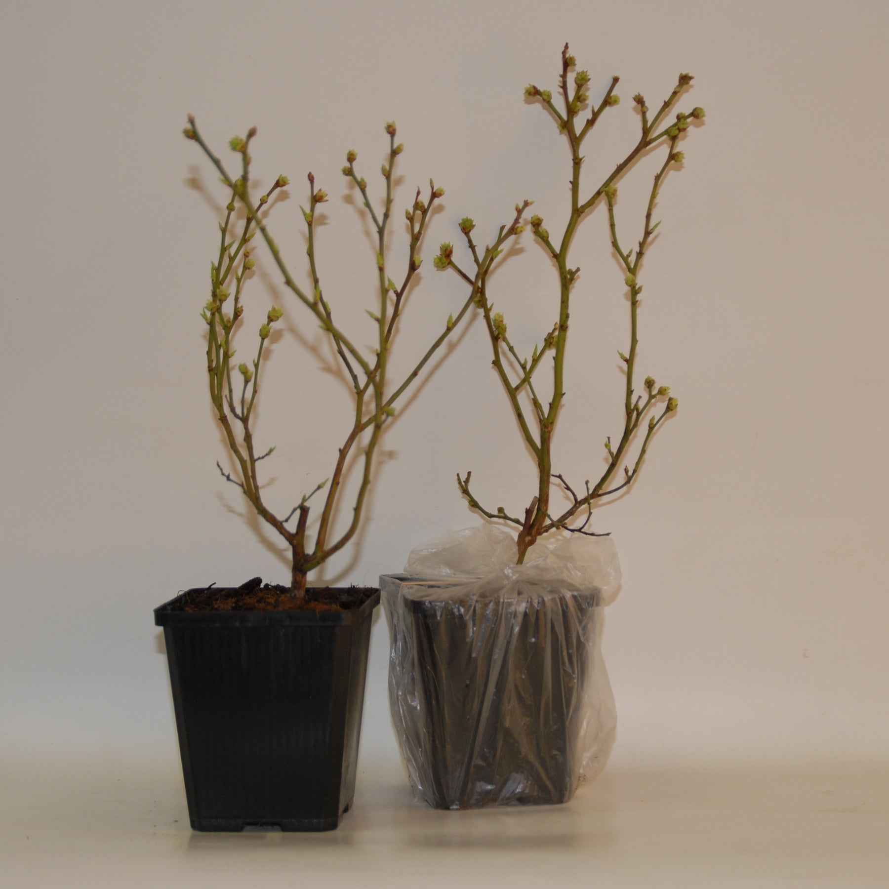 Grands fruitiers - 2 Gojis - Lycium barbarum