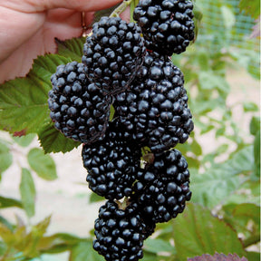 2 Mûriers aux fruits géants Triple Crown - Willemse
