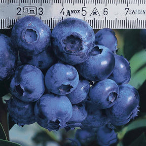 2 Myrtilliers 'Giant Patriot' - Willemse