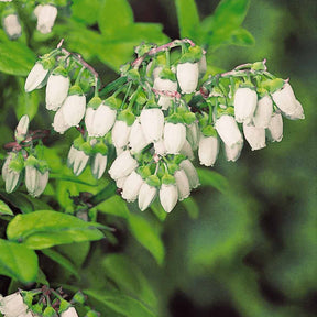 2 Myrtilliers 'Giant Patriot' - Vaccinium corymbosum giant patriot - Willemse