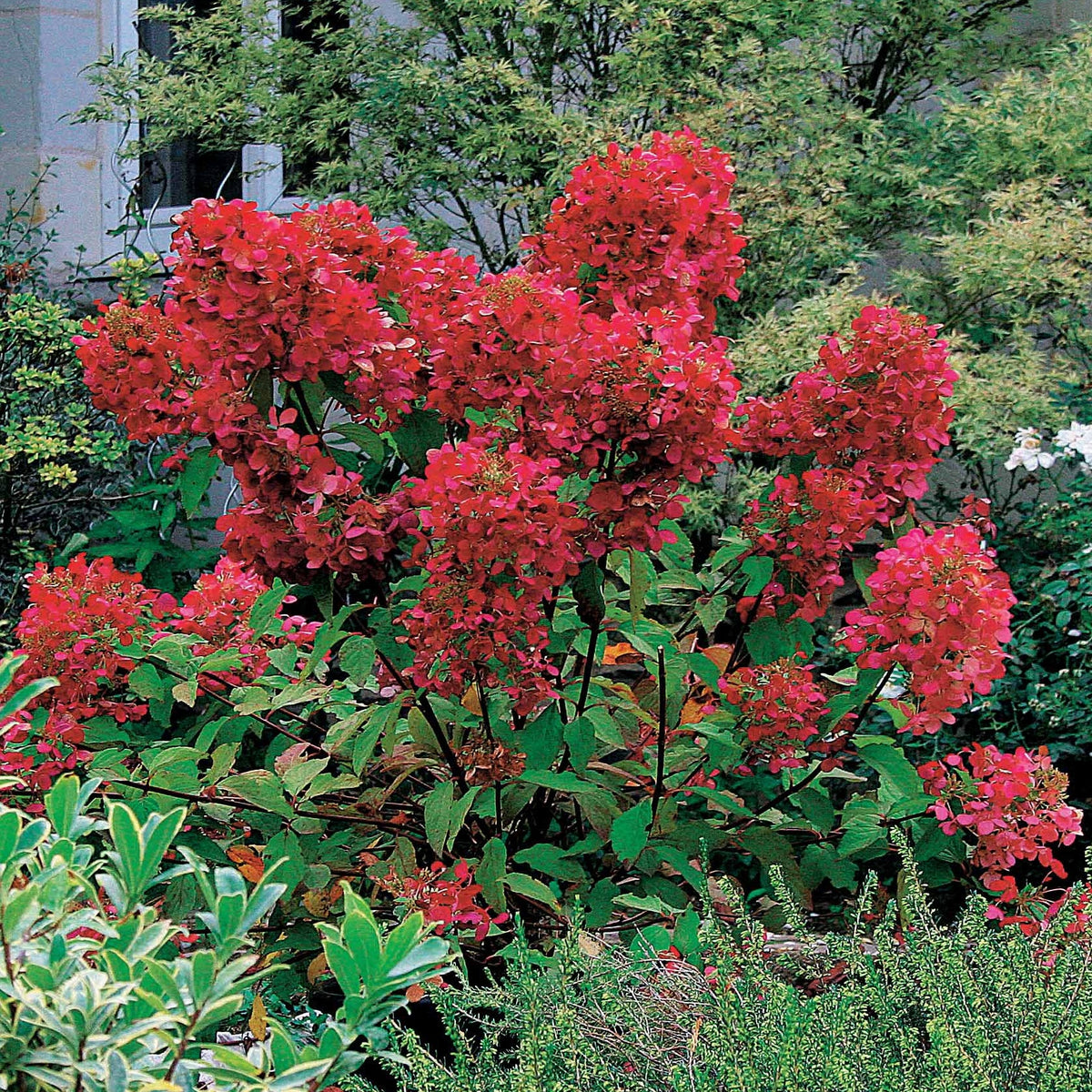 2 Hortensias à panicules Diamant Rouge - Willemse