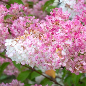 Hydrangea paniculata vanille fraise® renhy - 2 Hortensias Vanille Fraise® Renhy - Hortensia paniculé