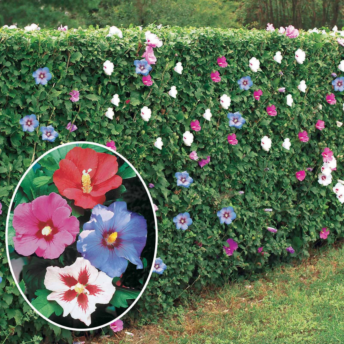 10 Hibiscus de jardin - Haie de 8 m linéaire - Willemse
