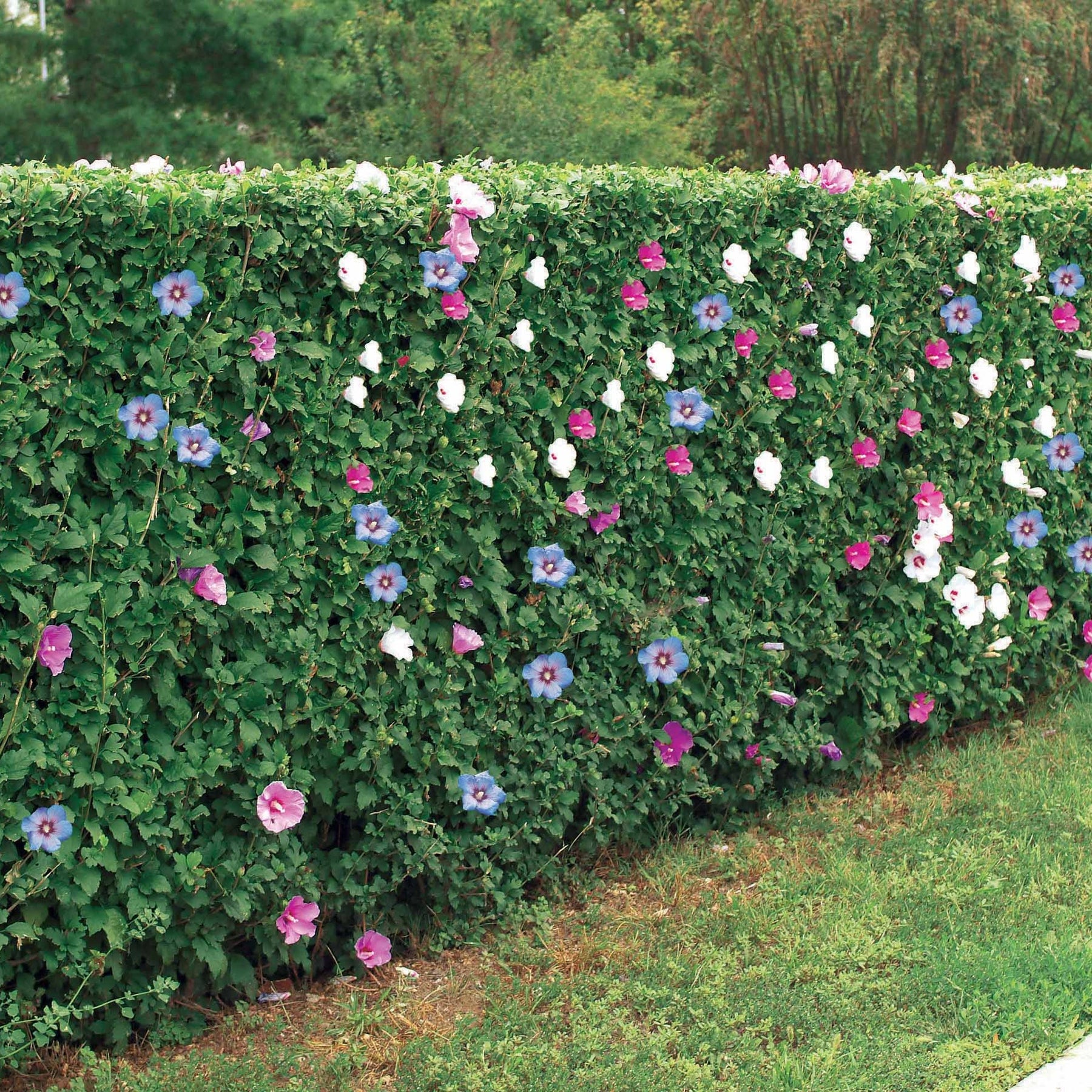 10 Hibiscus de jardin - Haie de 8 m linéaire - Hibiscus syriacus - Willemse