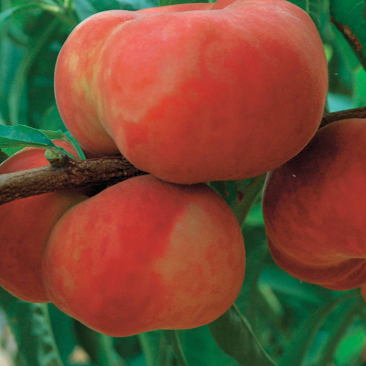 Pêcher Sauzee Bel® pêche plate à chair blanche - Prunus persica sauzee bel ® - Willemse