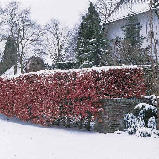 10 Hêtres pourpres - Haie de 3 m linéaire - Fagus sylvatica purpurea - Willemse