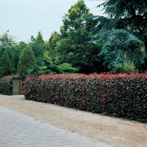 Fagus sylvatica purpurea - 10 Hêtres pourpres - Haie de 3 m linéaire - 