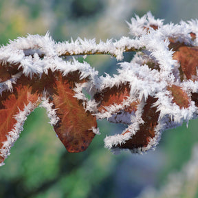  - 10 Hêtres pourpres - Haie de 3 m linéaire - Fagus sylvatica purpurea