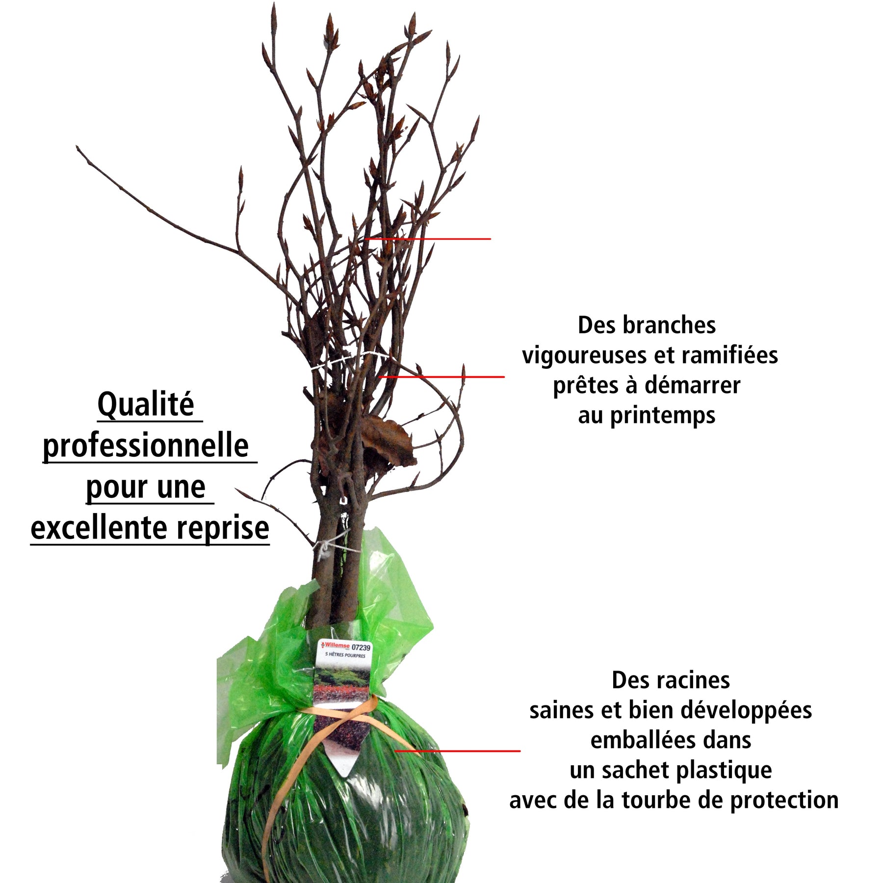Vente 10 Hêtres pourpres - Haie de 3 m linéaire - Fagus sylvatica purpurea