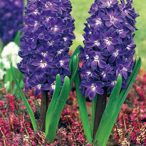 5 Jacinthes à coeur blanc Blue Magic - Willemse