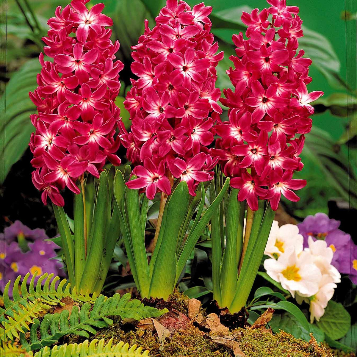 5 Jacinthes à coeur blanc Red Magic - Willemse