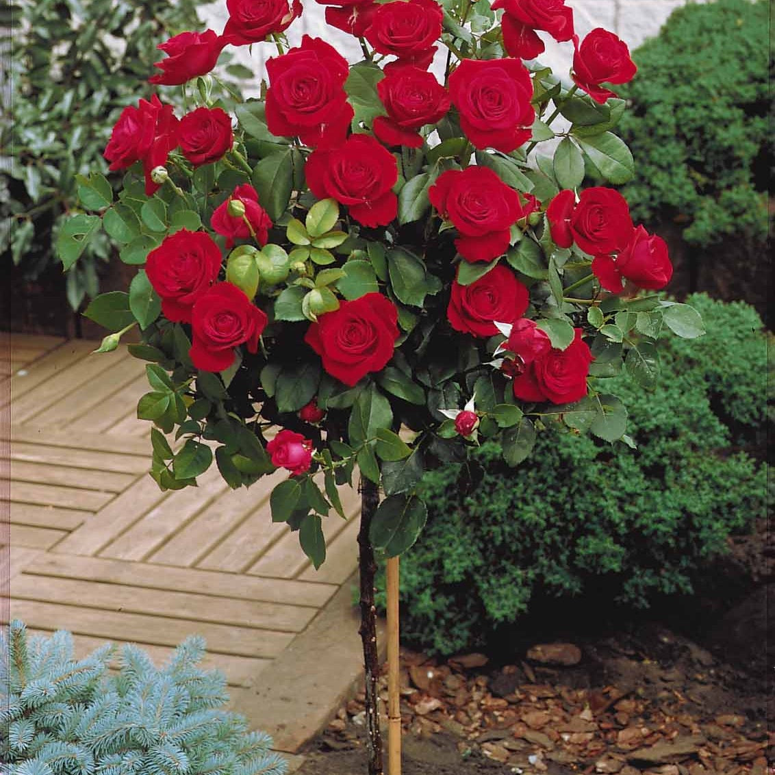Vente Collection de 3 Rosiers sur tige (Sunsilk, Dame de Coeur, Walztime) - Rosa 'sunsilk', 'dame de coeur', 'walztime'
