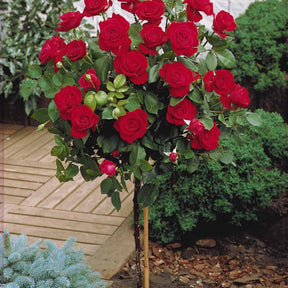 Vente Collection de 3 Rosiers sur tige (Sunsilk, Dame de Coeur, Walztime) - Rosa 'sunsilk', 'dame de coeur', 'walztime'