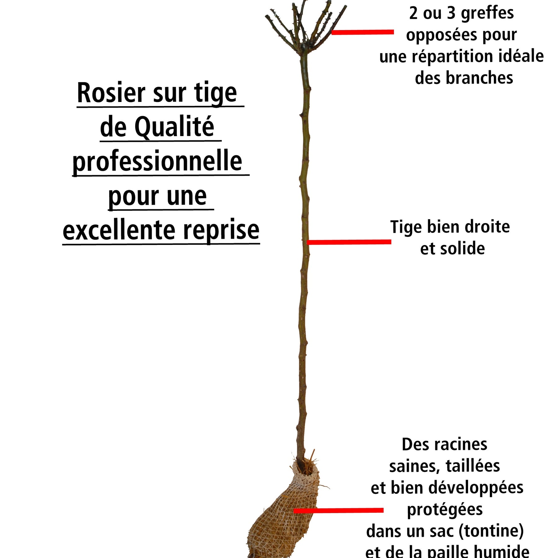 Vente Collection de 3 Rosiers sur tige (Sunsilk, Dame de Coeur, Walztime)