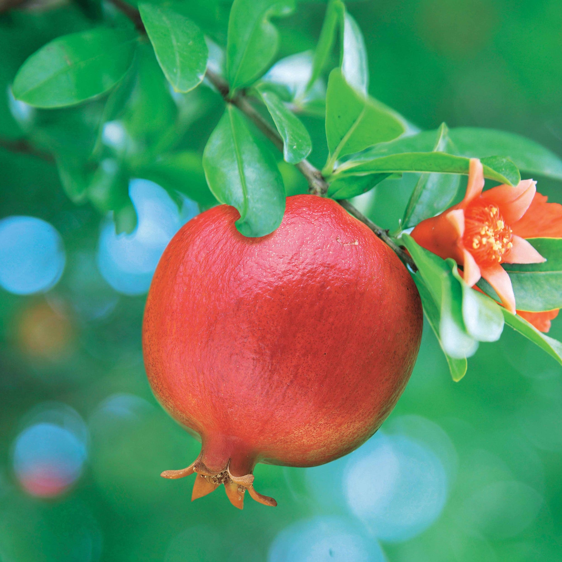 Grenadier Meknes - Punica granatum meknes - Willemse