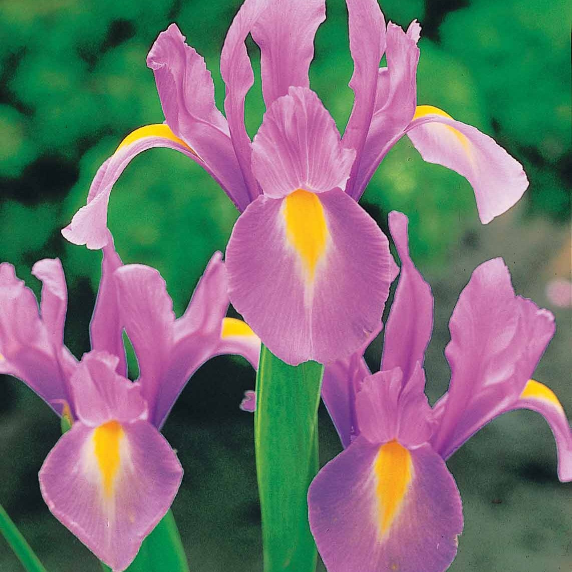 10 Iris de Hollande Rosario - Willemse