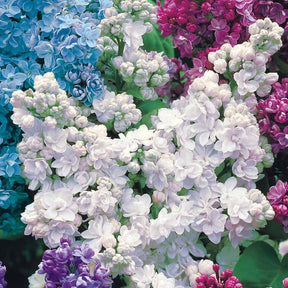 Vente Collection de 4 lilas doubles (1 bleu +1 rouge + 1 lilas + 1 blanc)