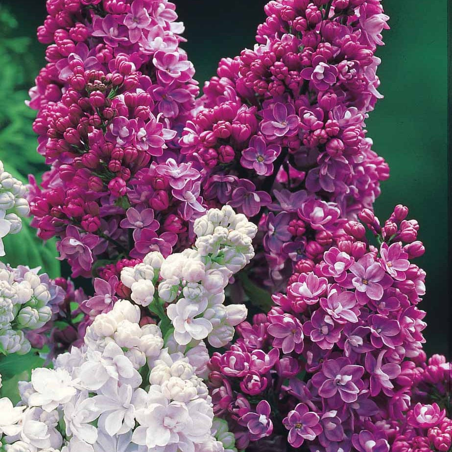 Collection de 4 lilas doubles (1 bleu +1 rouge + 1 lilas + 1 blanc) - Lilas - Willemse