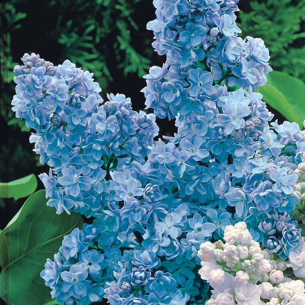 Vente Collection de 4 lilas doubles (1 bleu +1 rouge + 1 lilas + 1 blanc) - Lilas