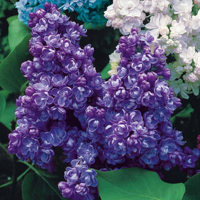 Vente Lilas - Collection de 4 lilas doubles (1 bleu +1 rouge + 1 lilas + 1 blanc)