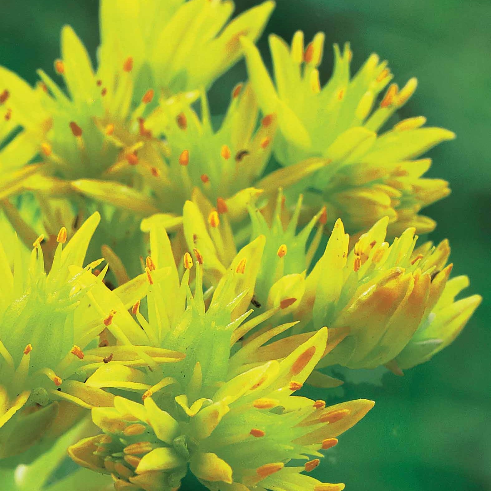 Sedum acre - 6 Poivres des murailles - Sédums