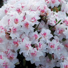 Azalée du Japon White Prince - Azalea japonica white prince - Willemse