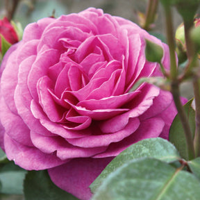 Rosier buisson Purple Rain - Willemse