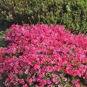 6 Phlox mousse roses - Willemse