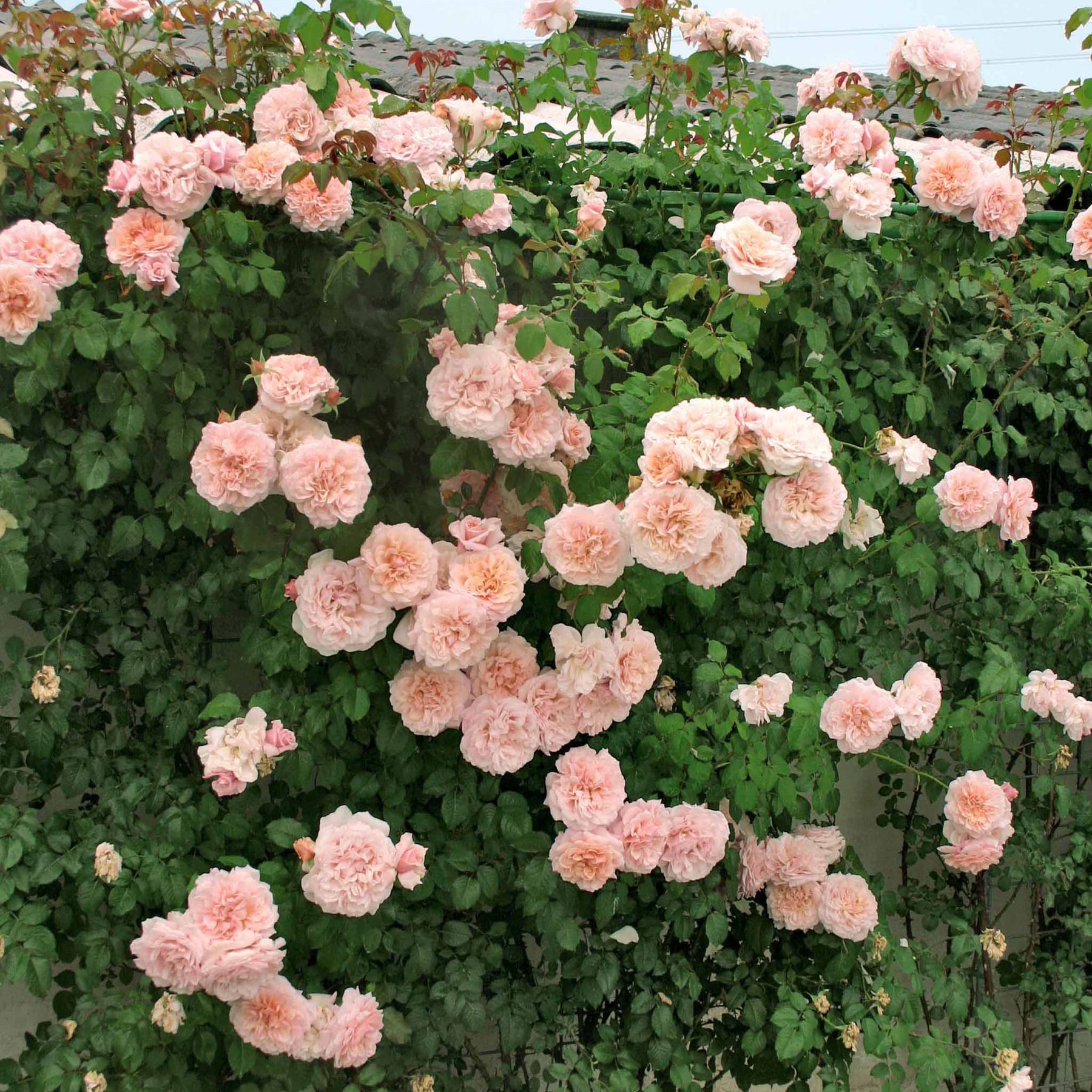 Collection de 2 rosiers grimpants (Hella, Rose de Tolbiac) - Willemse
