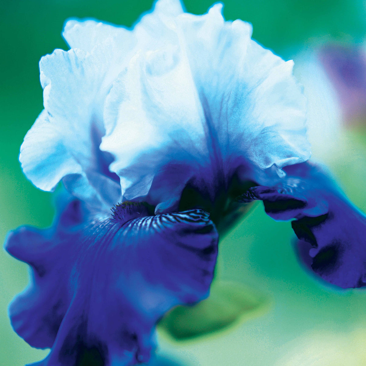 3 Iris de jardin remontant Best Bet - Willemse