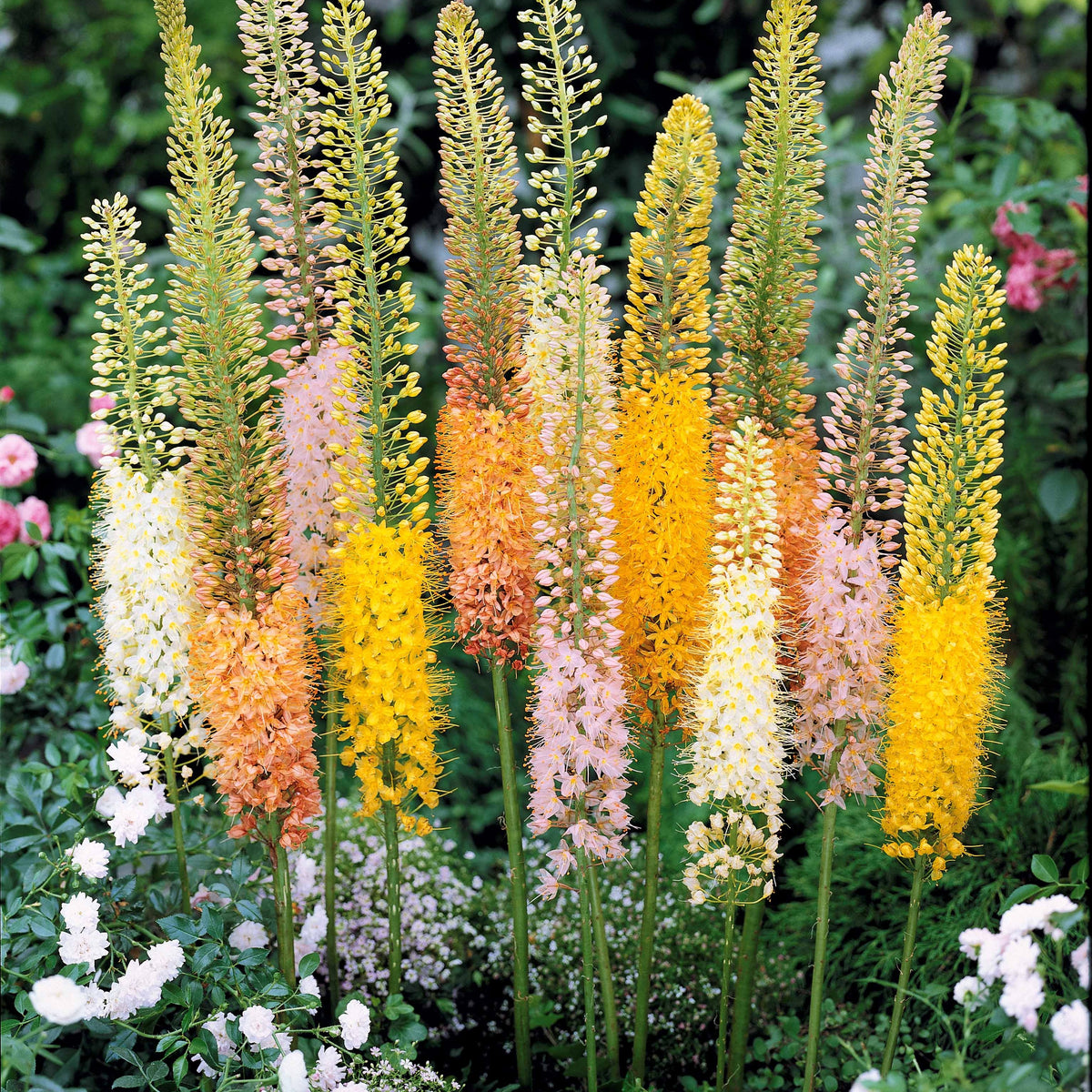 5 Eremurus en mélange - Willemse