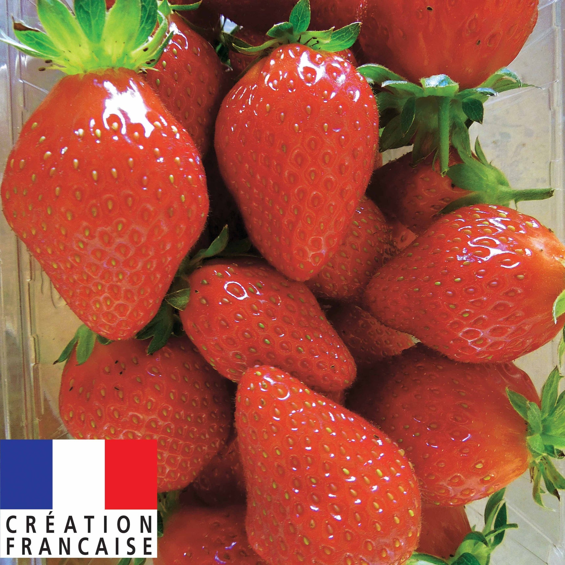 40 Fraisiers remontants Mariguette ® COV Marionnet 99 - Willemse