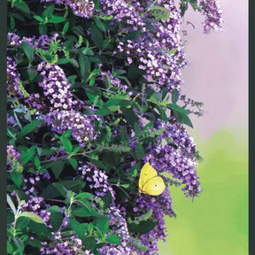 Arbre aux papillons Butterfly wall - Willemse