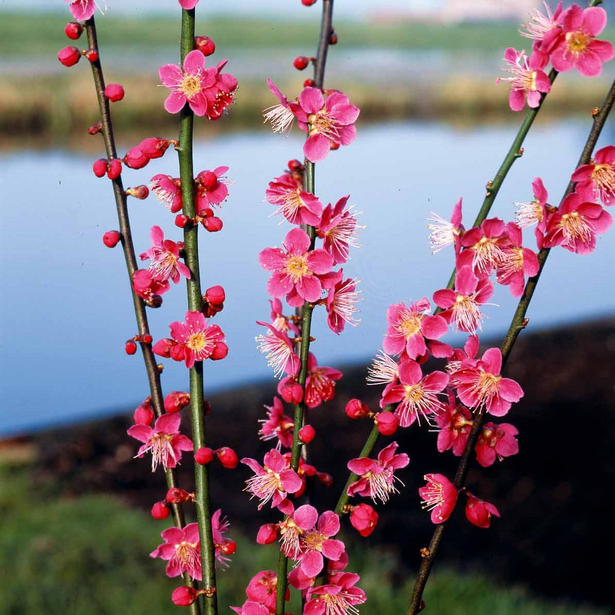 Abricotier du Japon - Willemse