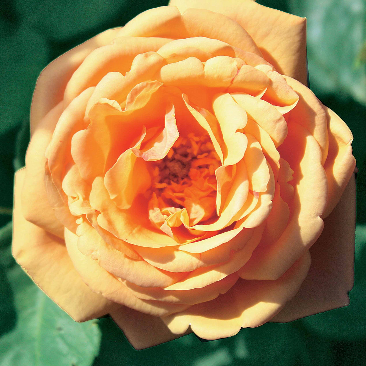 Coll. 2 rosiers Anglais parfumés Charlie Ausgreen, Fish Ausgreen ® - Rosa charlie ausgreen ® (ausfather), fish ausgreen ® (auslo) - Willemse