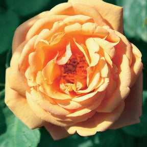 Coll. 2 rosiers Anglais parfumés Charlie Ausgreen, Fish Ausgreen ® - Rosa charlie ausgreen ® (ausfather), fish ausgreen ® (auslo) - Willemse