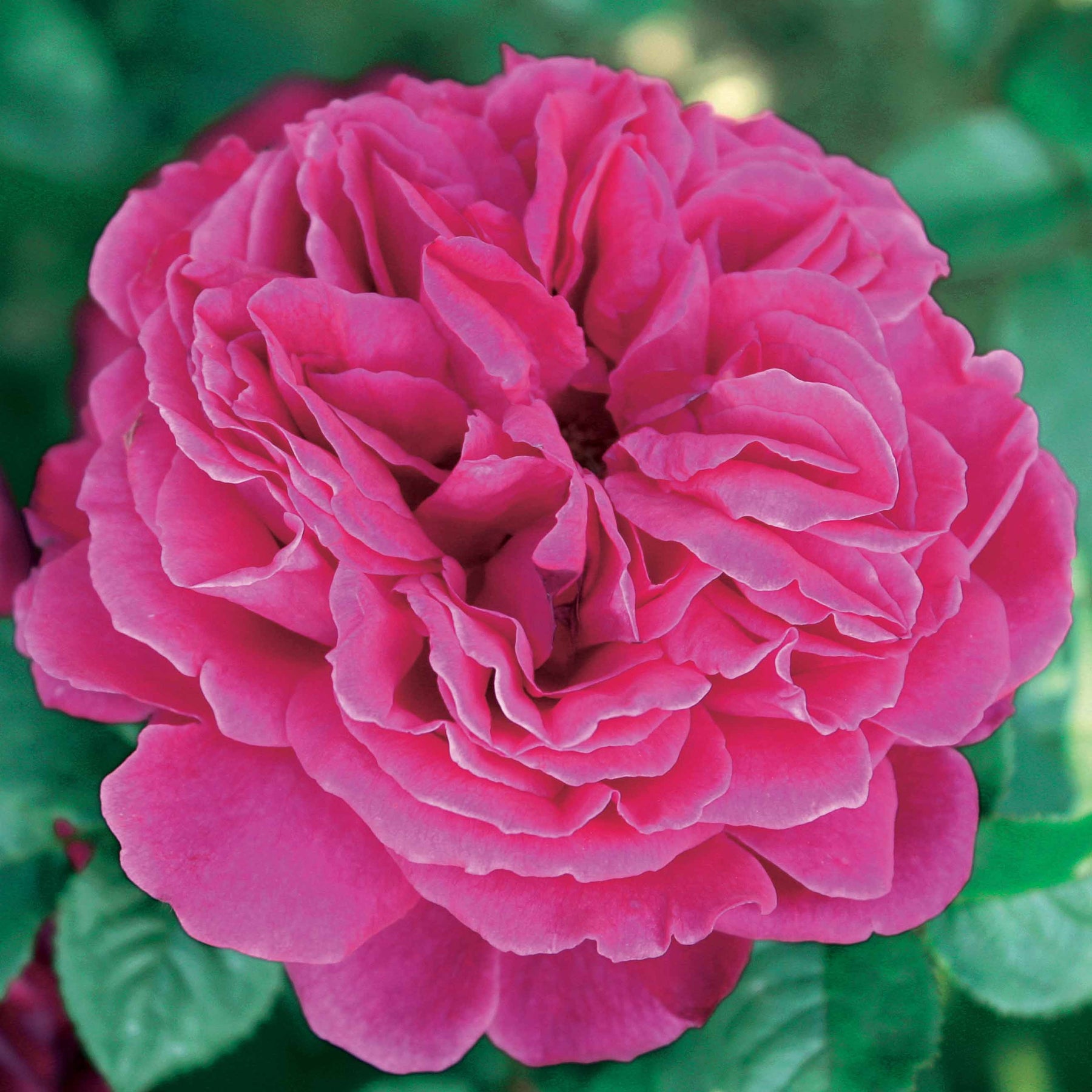 Rosa charlie ausgreen ® (ausfather), fish ausgreen ® (auslo) - Coll. 2 rosiers Anglais parfumés Charlie Ausgreen, Fish Ausgreen ® - Collections de rosiers