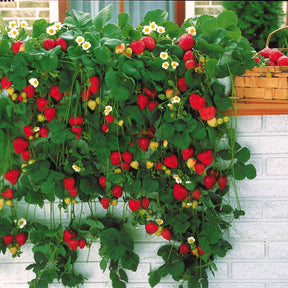 10 Fraisiers grimpants et remontants Mount Everest - Fragaria mount everest - Willemse