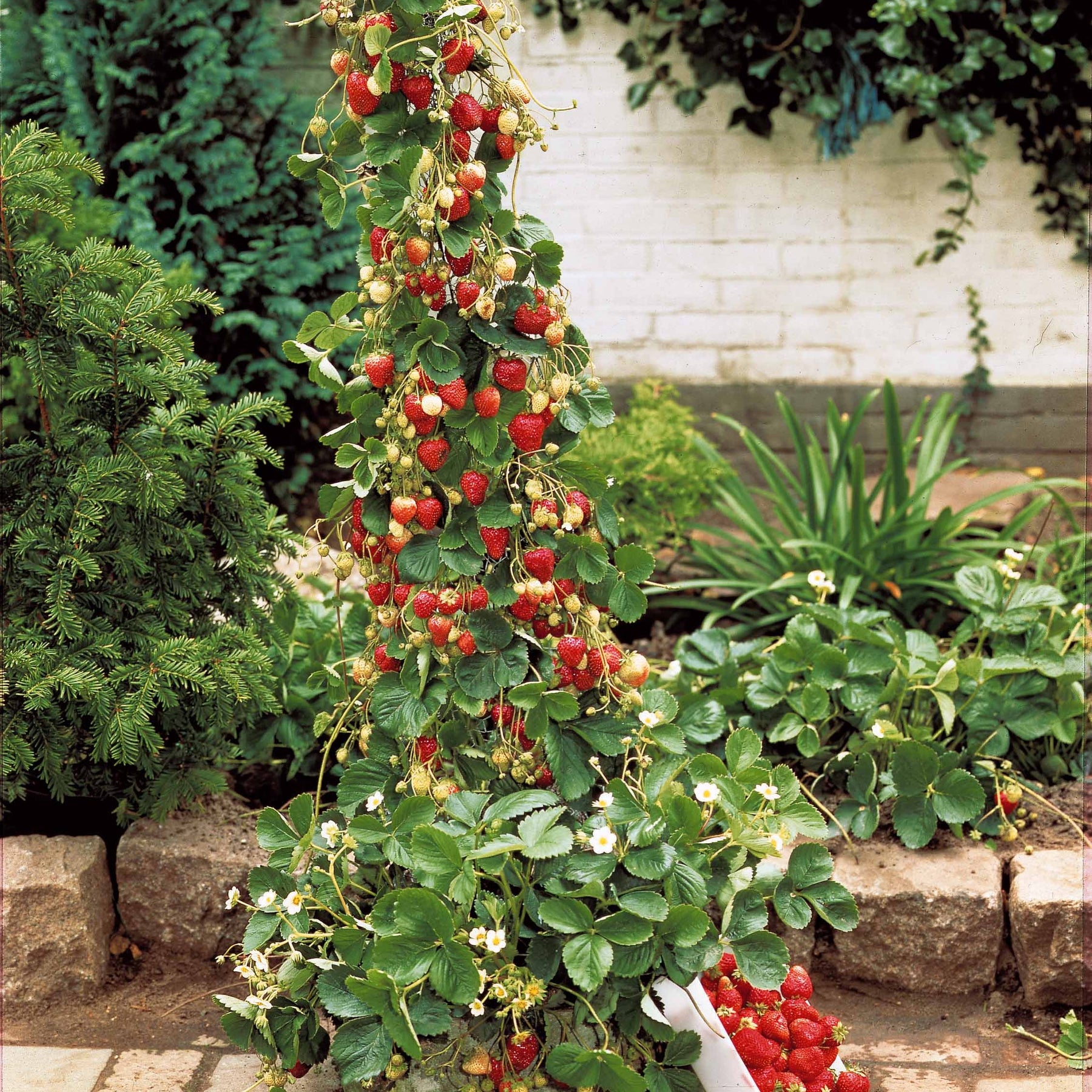 Fragaria mount everest - 10 Fraisiers grimpants et remontants Mount Everest - Fraisiers