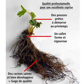 Vente 10 Fraisiers grimpants et remontants Mount Everest - Fragaria mount everest
