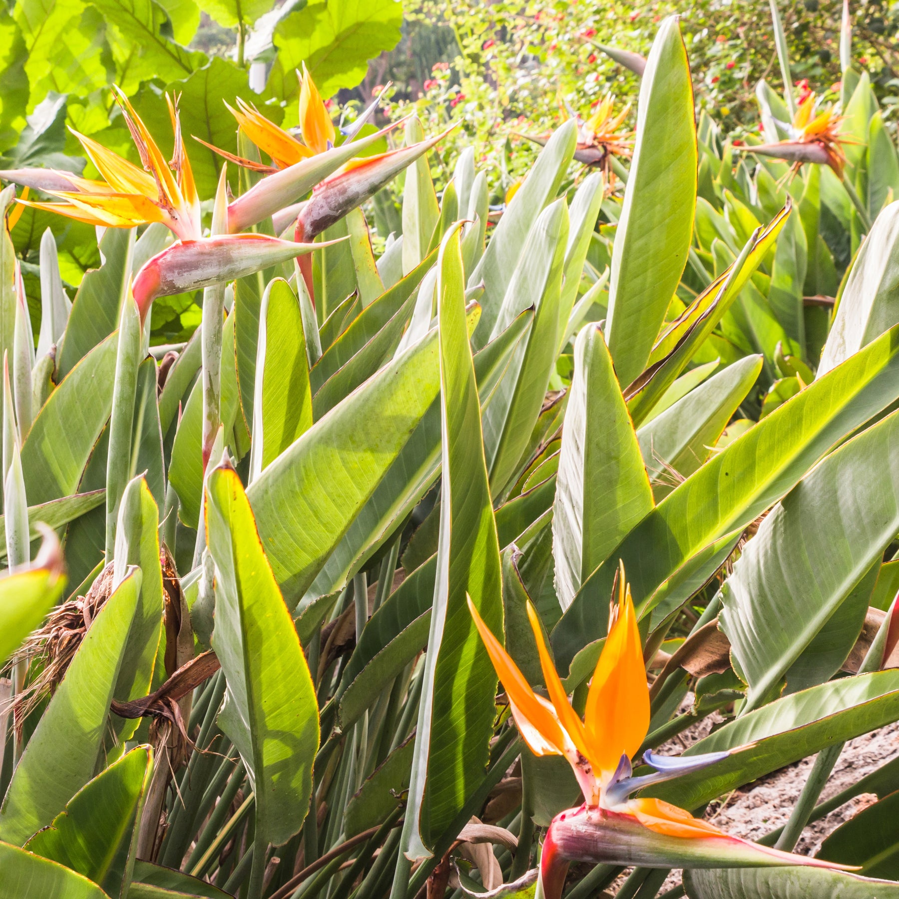 Oiseau du paradis - Strelitzia reginae - Willemse