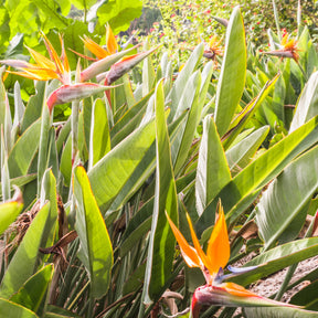 Oiseau du paradis - Strelitzia reginae - Willemse