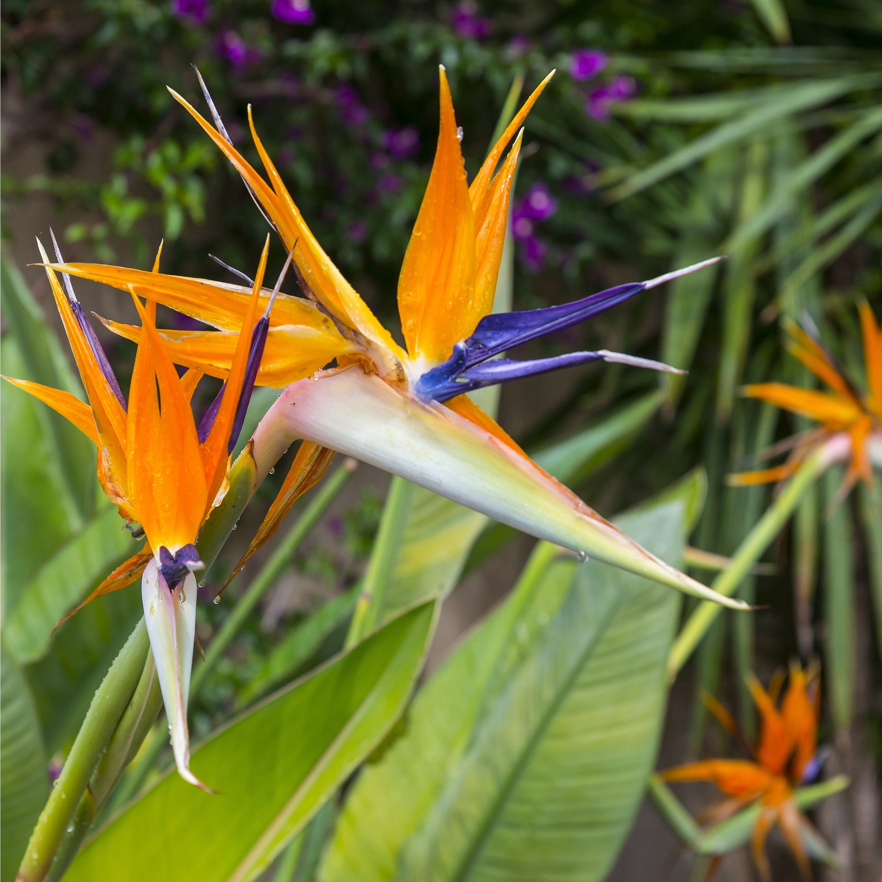 Strelitzia reginae - Oiseau du paradis - Strelitzia reginae - Plantes vivaces