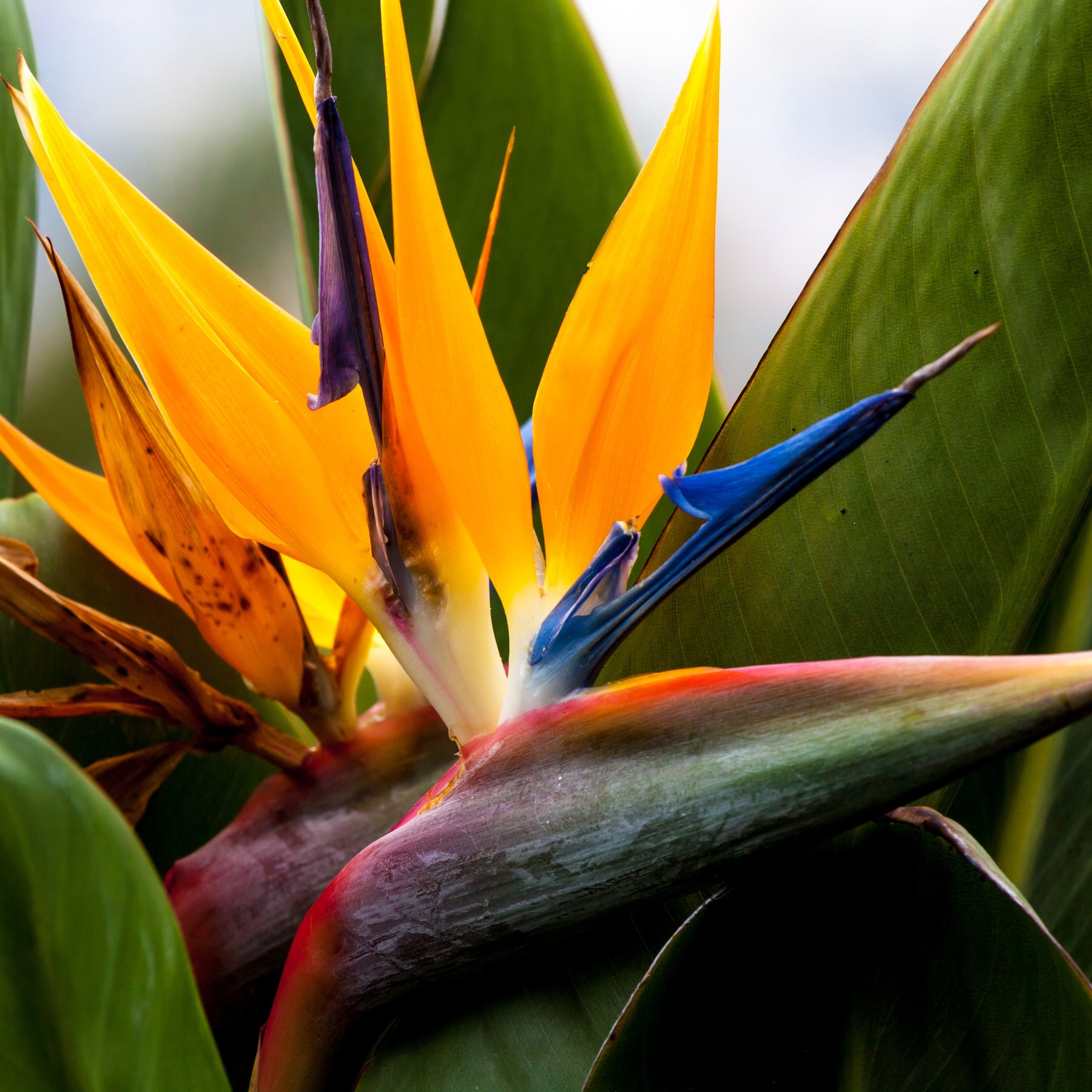 Plantes vivaces - Oiseau du paradis - Strelitzia reginae - Strelitzia reginae